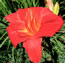 Hemerocallis My Ways